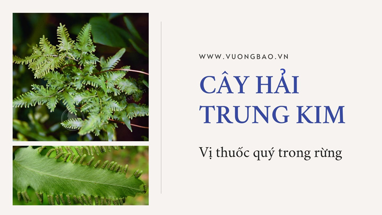 Cây hải trung kim