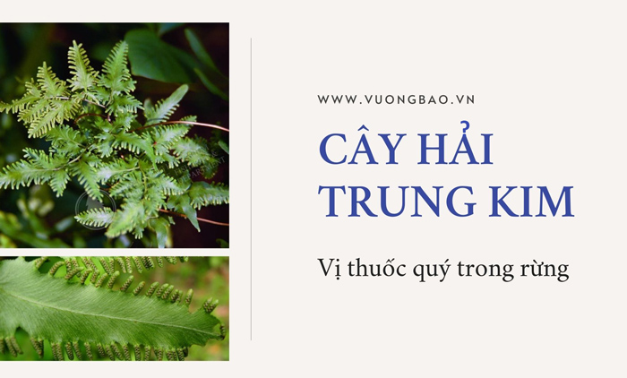 Cây Hải trung kim là cây gì? Có tác dụng gì? chữa bệnh gì?