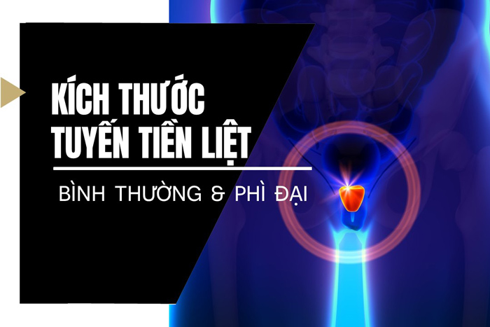 Kích thước tuyến tiền liệt bình thường và phì đại là bao nhiêu?