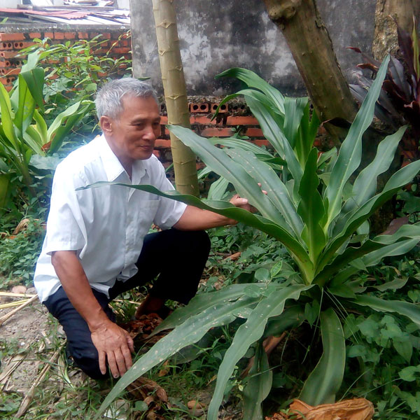 Ông Đỗ Hữu Khắc chăm sóc cây Náng hoa trắng trong vườn nhà 