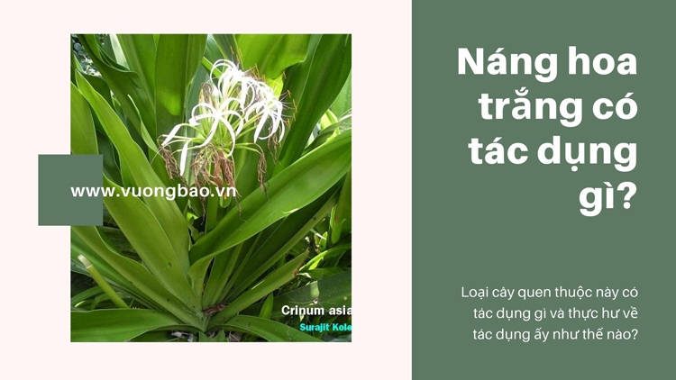 Náng hoa trắng là cây gì