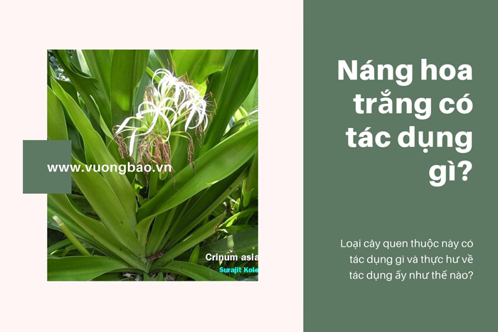 Cây Náng Hoa Trắng là cây gì? có tác dụng gì? Chữa bệnh gì?