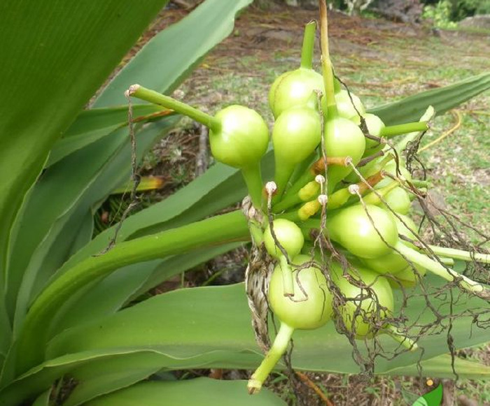 cây lá náng hoa trắng