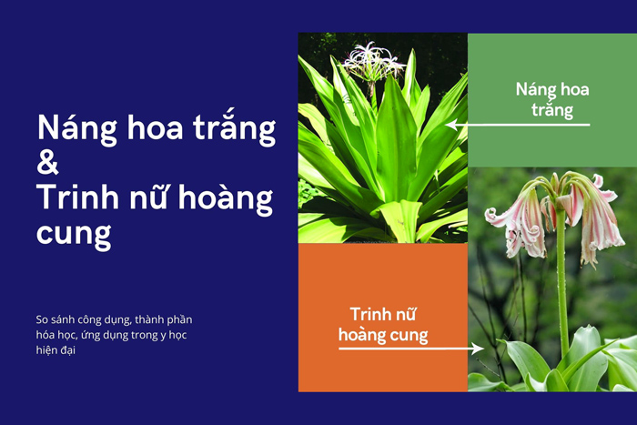 So sánh Náng hoa trắng và trinh nữ hoàng cung