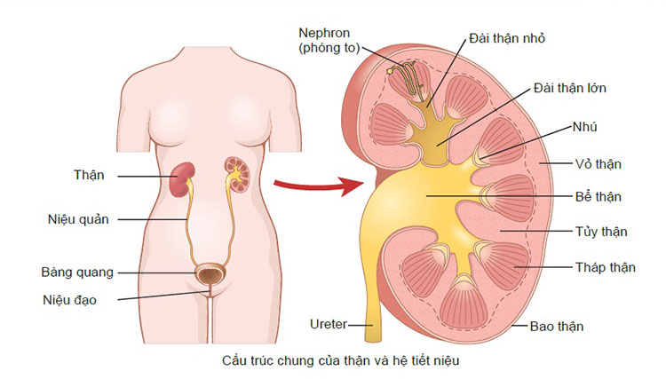 Triệu chứng đi tiểu khó