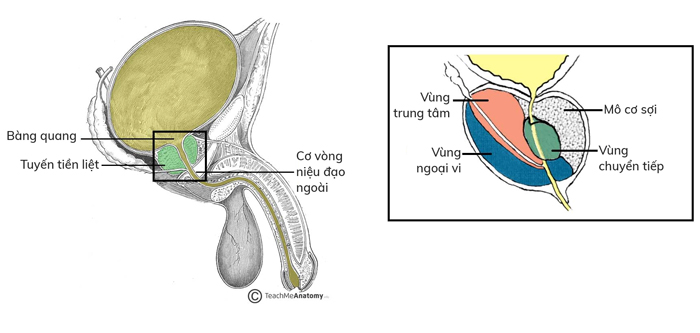 đái buốt ra máu ở nam giới