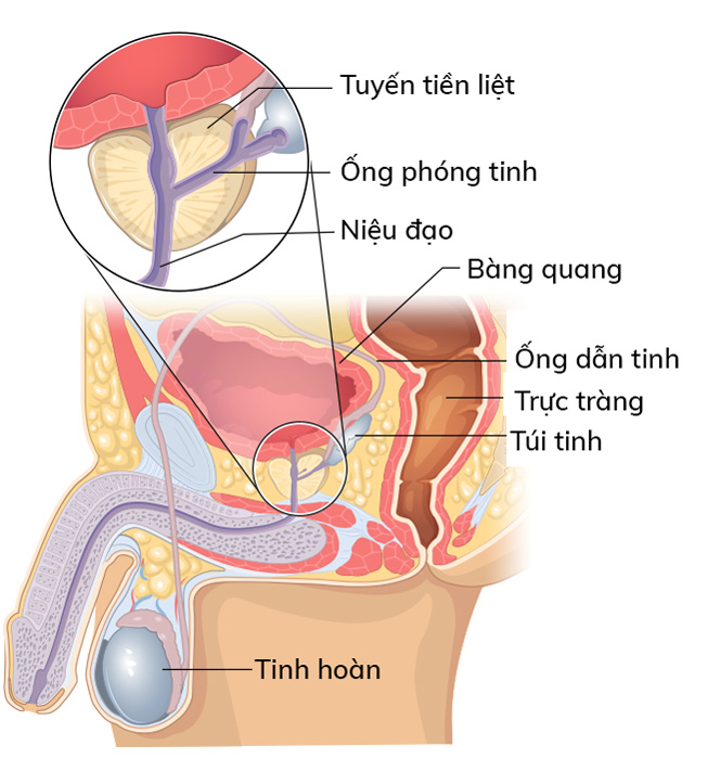 tuyến tiền liệt ở đâu