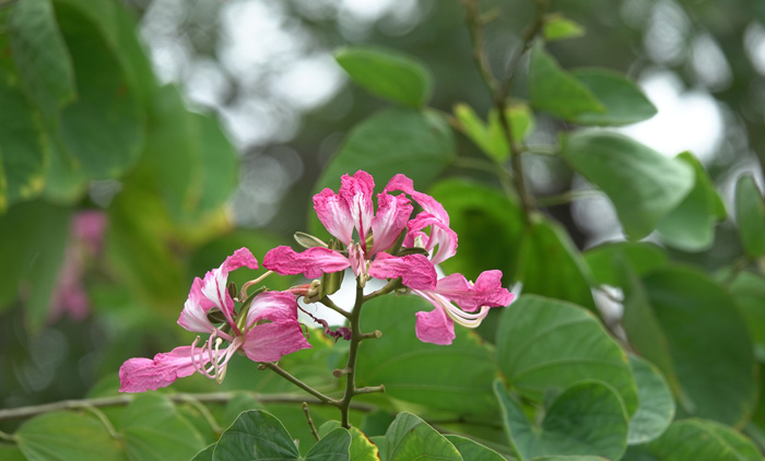 cây hoa ban