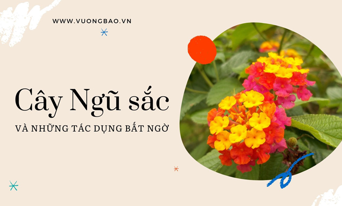 Cây ngũ sắc là cây gì? Có Tác dụng gì? chữa bệnh gì?