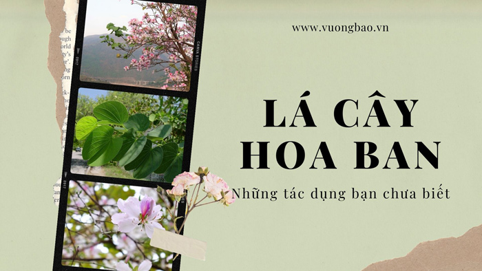 Cây hoa ban là cây gì? Có tác dụng gì? chữa bệnh gì?