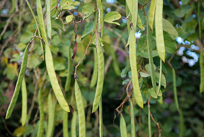 quả cây hoa ban