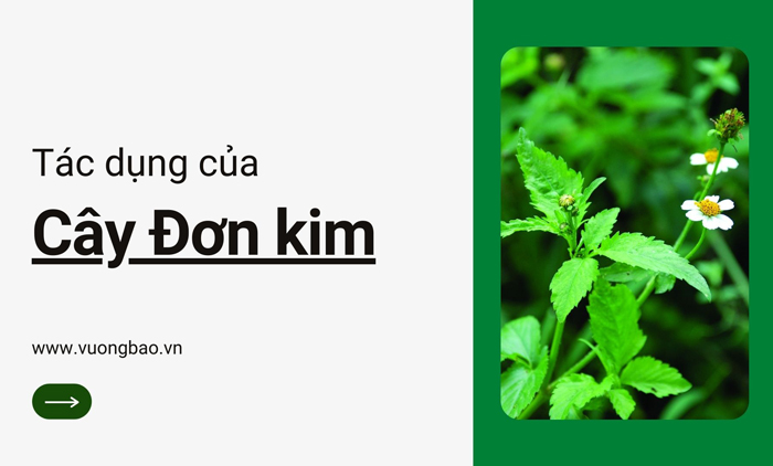 Cây Đơn kim là cây gì? có tác dụng gì? Chữa được bệnh gì?