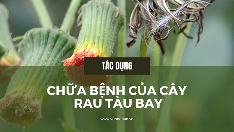 Cây rau tàu bay là cây gì? có tác dụng gì? Chữa được bệnh gì?