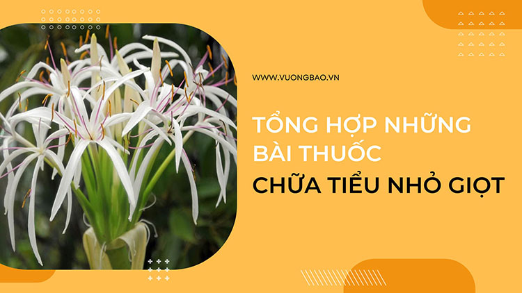 Tổng hợp những bài thuốc chữa tiểu nhỏ giọt hiệu quả