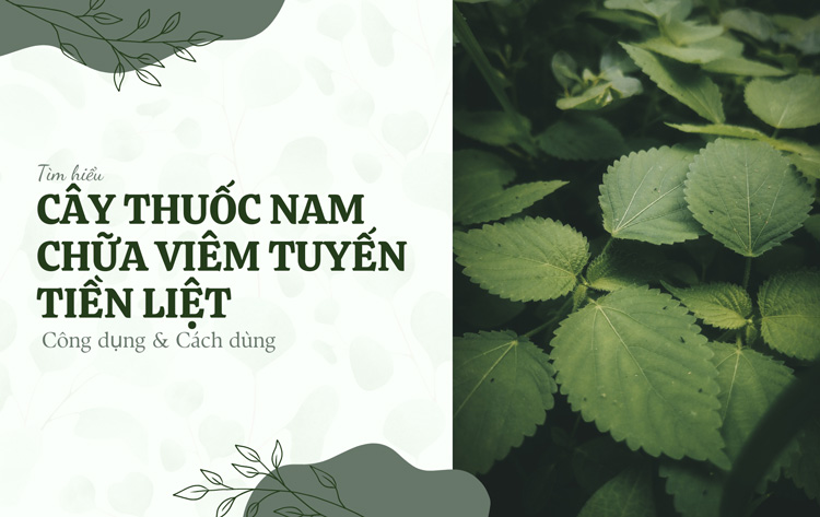 5 Cây thuốc nam chữa viêm tuyến tiền liệt an toàn, hiệu quả